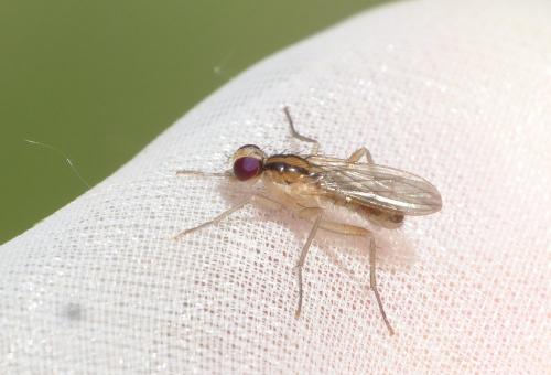 Cordilura albipes